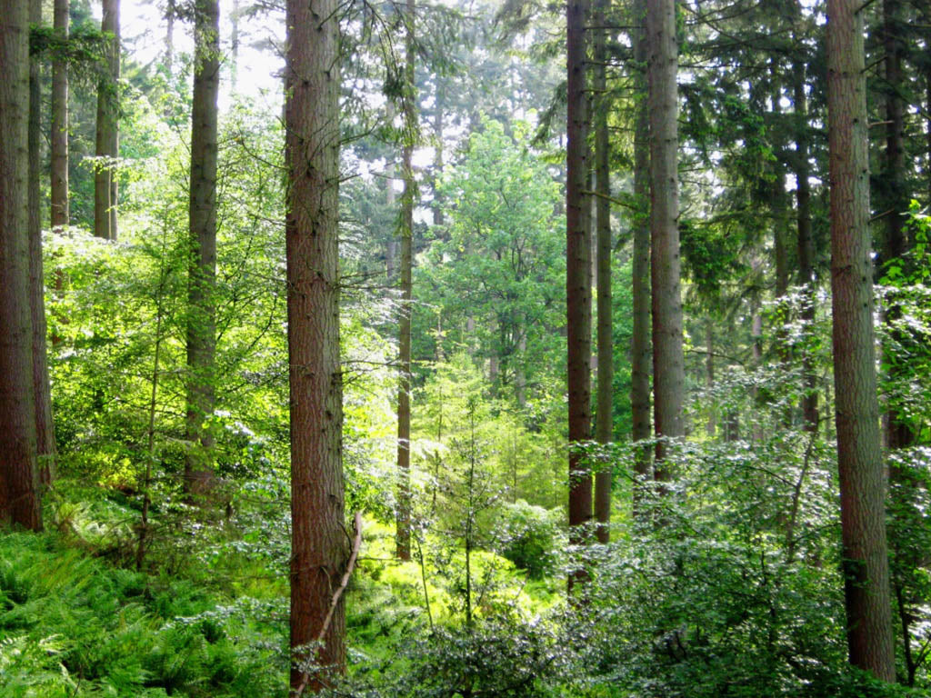 Sustainable forestry