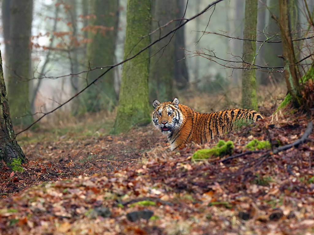 European Oak Flooring & Illegal Logging